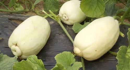 潍坊吃烧瓜网红名人